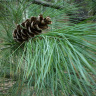 Сосна Веймутова (Pinus strobus) можно купить недорого с доставкой в питомнике Любвитский