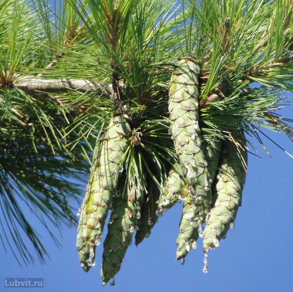 Сосна Веймутова (Pinus strobus) купить с доставкой