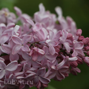 Сирень Вечерний звон Сирень Вечерний звон