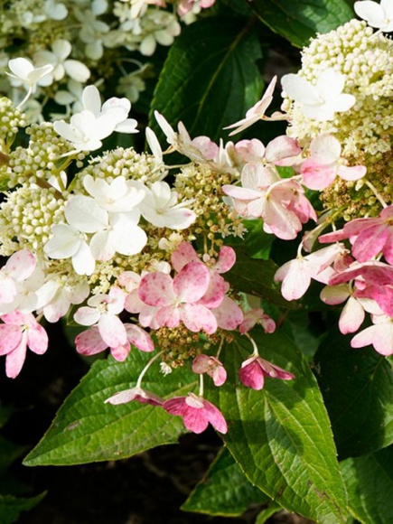 Гортензия Мэджикал Везувио (Magical Vesuvio) метельчатая купить с доставкой