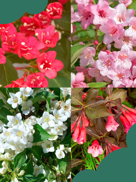 Вейгела Ассортимент купить с доставкой Вейгела Ассортимент купить с доставкой