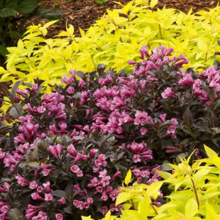 Вейгела Ассортимент