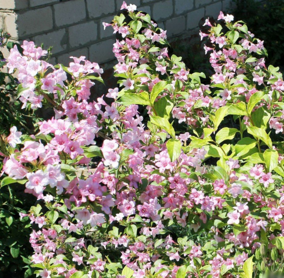 Вейгела Ассортимент купить с доставкой