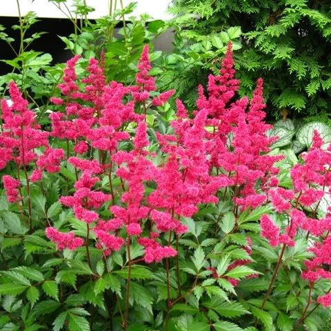 Астильба Бонн (Bonn) купить с доставкой