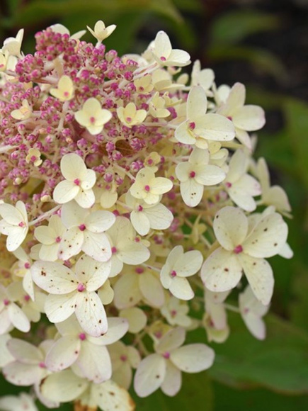 Гортензия Пандриа (Pandria) метельчатая купить с доставкой Гортензия Пандриа (Pandria) метельчатая купить с доставкой