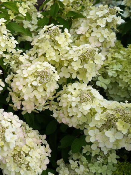 Гортензия Пандриа (Pandria) метельчатая купить с доставкой Гортензия Пандриа (Pandria) метельчатая купить с доставкой