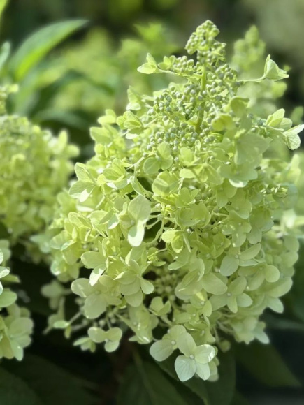 Гортензия Пандриа (Pandria) метельчатая купить с доставкой Гортензия Пандриа (Pandria) метельчатая купить с доставкой