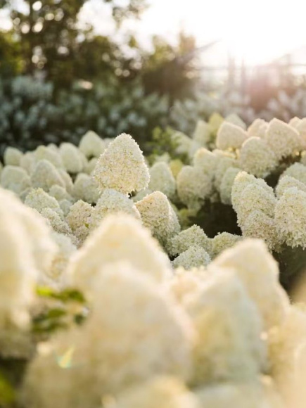 Гортензия Ливинг Коттон Крем (Living Creations Cotton Cream) метельчатая купить с доставкой