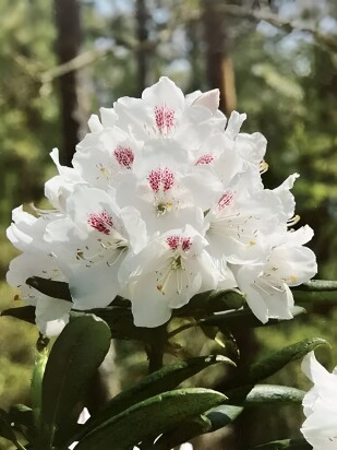 Рододендрон П.М.Эй. Тайгерстедт (P.M.A. Tigerstedt) Рододендрон П.М.Эй. Тайгерстедт (P.M.A. Tigerstedt)
