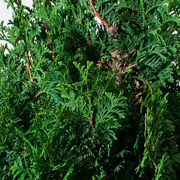 Туя Спиралис (Spiralis) купить с доставкой