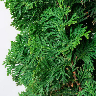 Туя Спиралис (Spiralis)