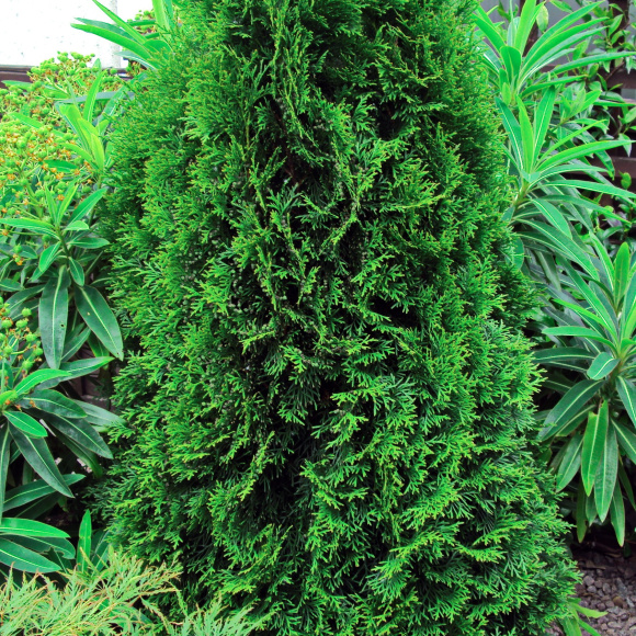 Туя Спиралис (Spiralis) купить с доставкой