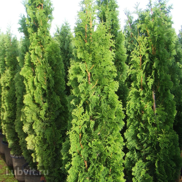 Туя Спиралис (Spiralis) купить с доставкой