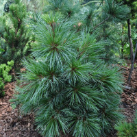 Кедр дальневосточный (Pinus koraiensis)
