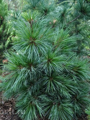 Кедр дальневосточный (Pinus koraiensis)