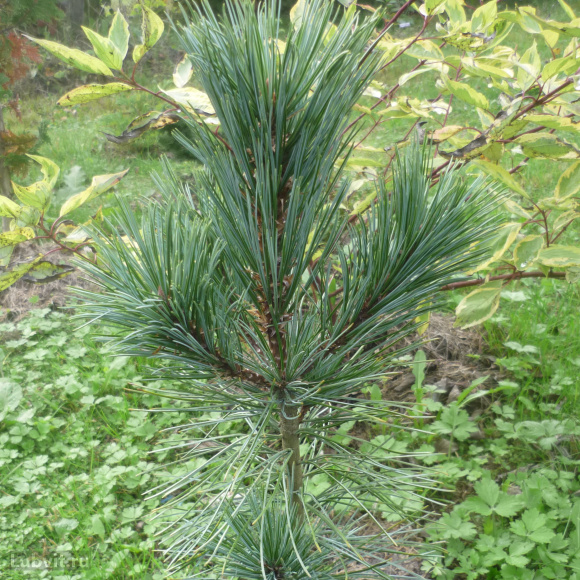 Кедр дальневосточный (Pinus koraiensis) купить с доставкой Кедр дальневосточный (Pinus koraiensis) купить с доставкой