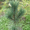 Кедр дальневосточный (Pinus koraiensis) можно купить недорого с доставкой в питомнике Любвитский