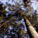 Кедр дальневосточный (Pinus koraiensis) с доставкой