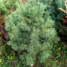 Кедр дальневосточный (Pinus koraiensis)