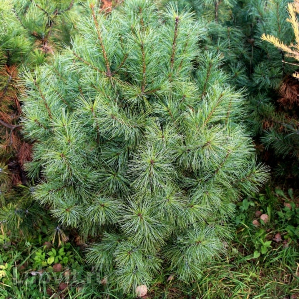 Сосна Кедровая корейская сильверей Pinus koraiensis Silveray