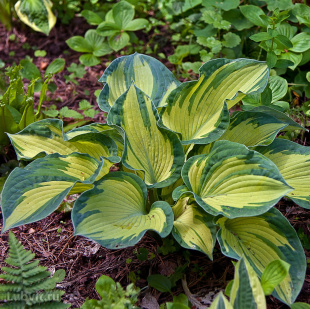 Хоста Шарман (Sharmon) [M]