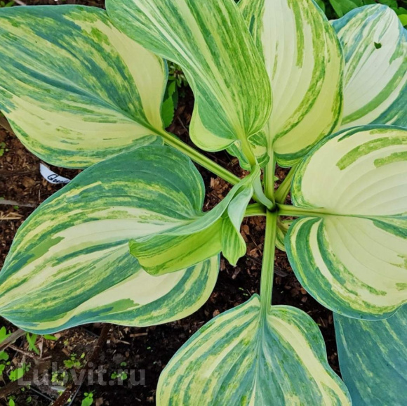 Хоста Шарман (Sharmon) [M] купить с доставкой