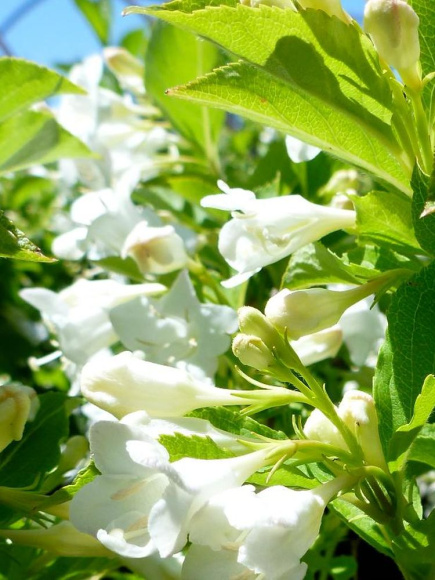 Вейгела Сноуфлейк (Snowflake) купить с доставкой