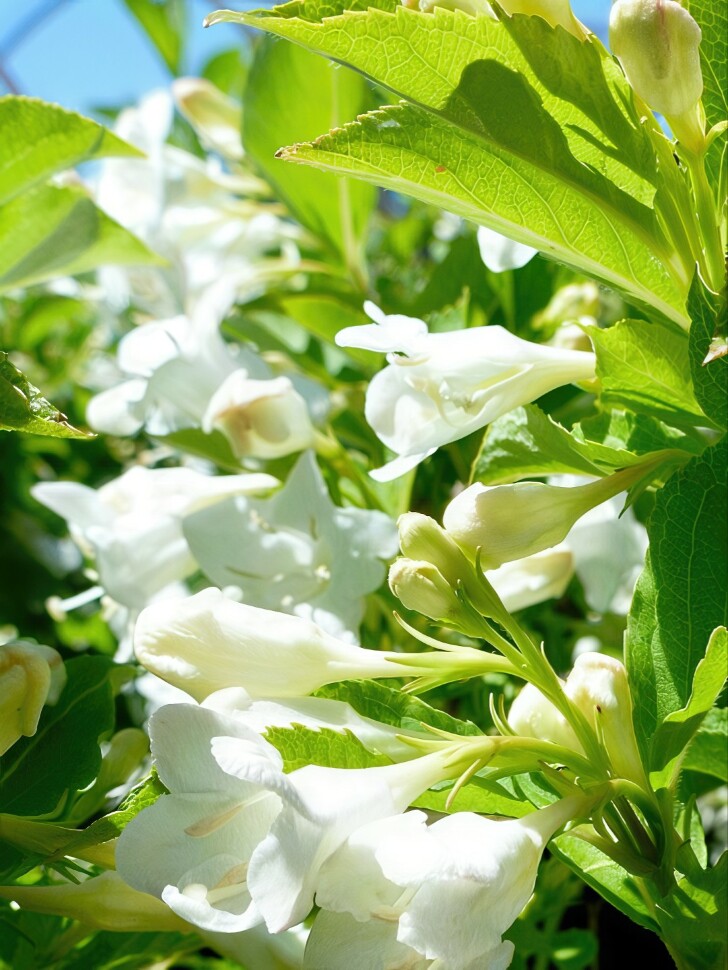 Вейгела Сноуфлейк (Snowflake) купить с доставкой Вейгела Сноуфлейк (Snowflake) купить с доставкой
