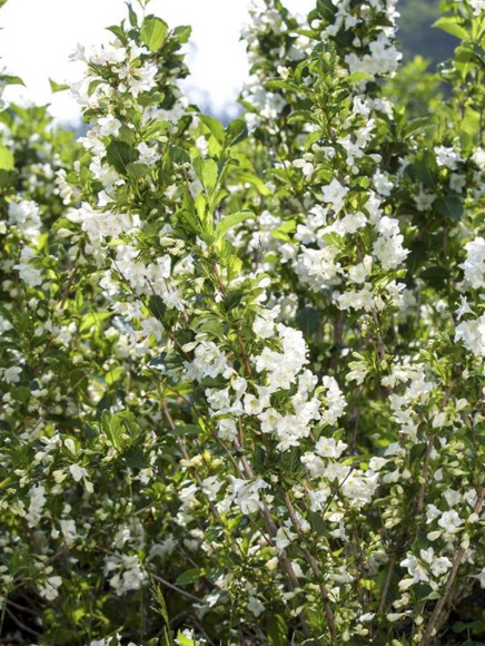 Вейгела Сноуфлейк (Snowflake) купить с доставкой