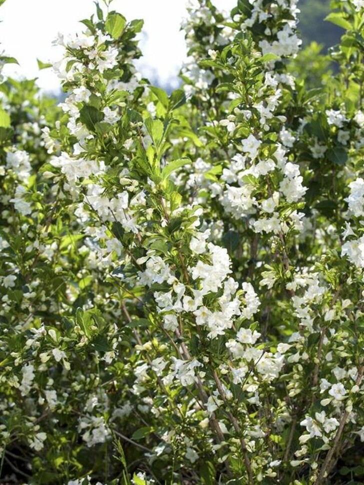 Вейгела Сноуфлейк (Snowflake) купить с доставкой Вейгела Сноуфлейк (Snowflake) купить с доставкой