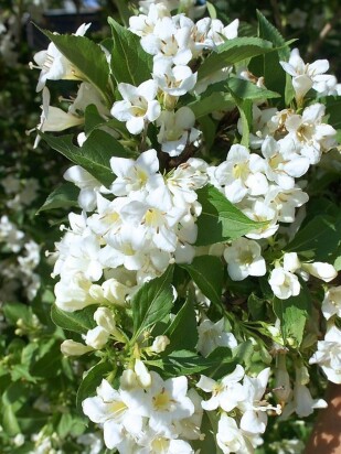 Вейгела Сноуфлейк (Snowflake) Вейгела Сноуфлейк (Snowflake)