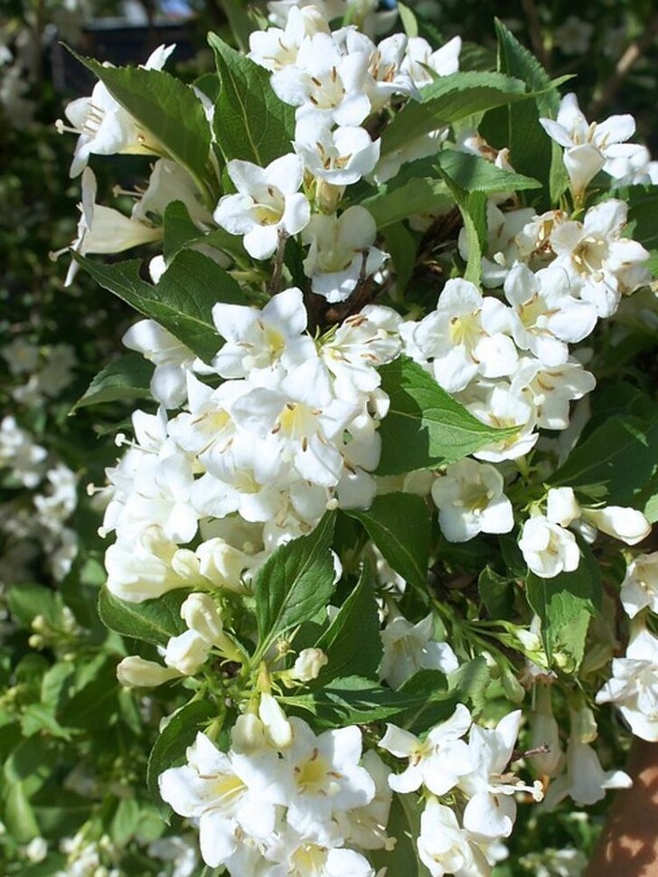 Вейгела Сноуфлейк (Snowflake) купить с доставкой Вейгела Сноуфлейк (Snowflake) купить с доставкой