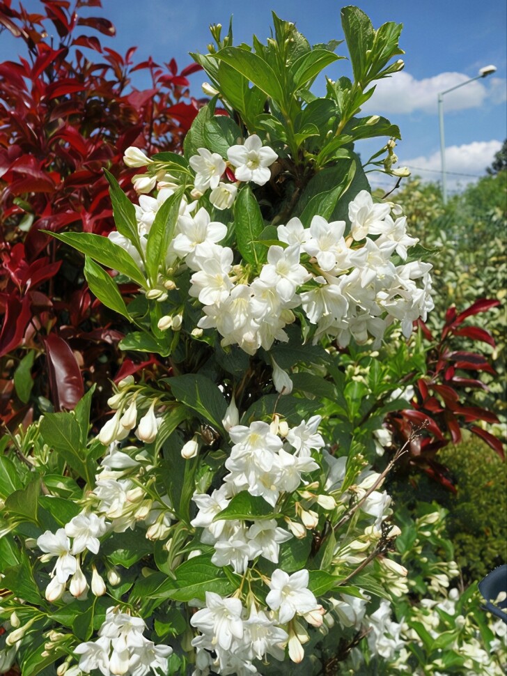 Вейгела Сноуфлейк (Snowflake) купить с доставкой Вейгела Сноуфлейк (Snowflake) купить с доставкой
