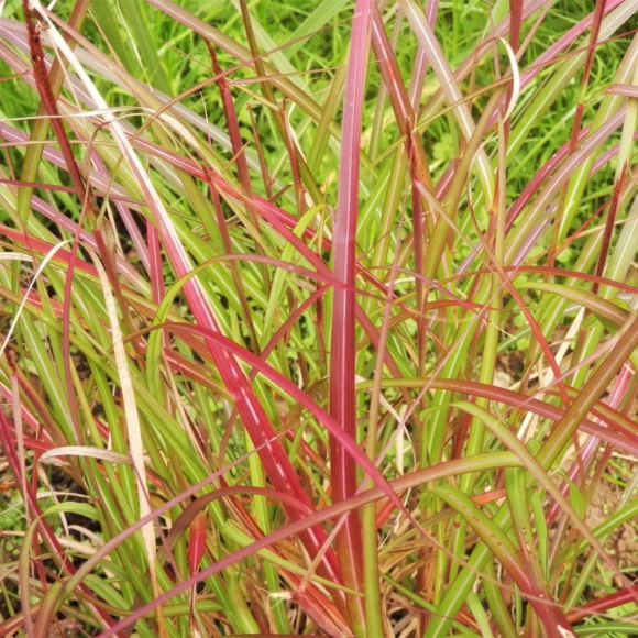 Мискантус Ротфедер (Rotfeder) купить с доставкой