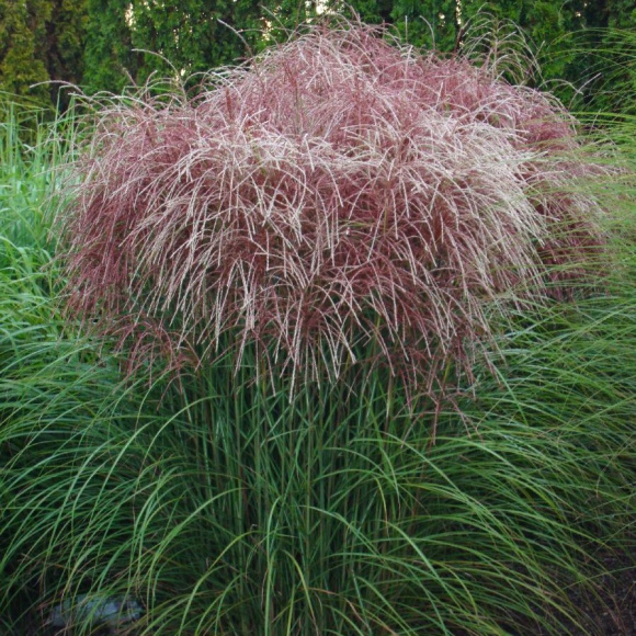 Мискантус Ротфедер (Rotfeder) купить с доставкой