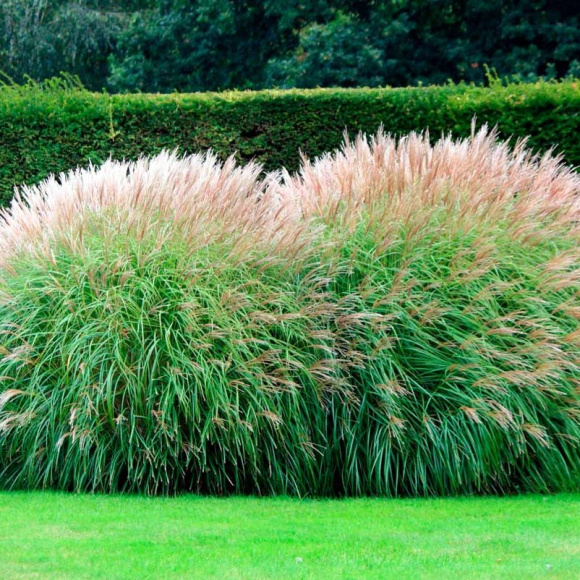 Мискантус Ротфедер (Rotfeder) купить с доставкой