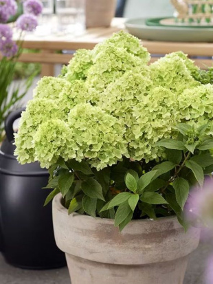 Гортензия Ливинг Литл Эпл (Living Little Apple) метельчатая