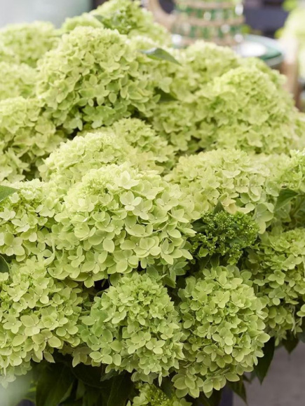 Гортензия Ливинг Литл Эпл (Living Little Apple) метельчатая купить с доставкой