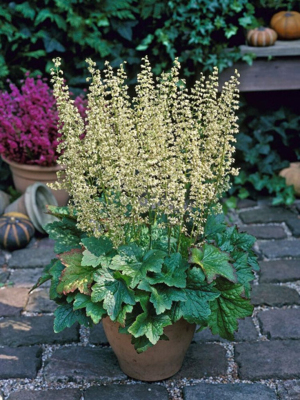 Гейхера виллоза Шантильи (Chantilly) купить с доставкой