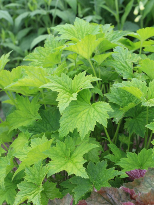 Гейхера виллоза Шантильи (Chantilly) Гейхера виллоза Шантильи (Chantilly)