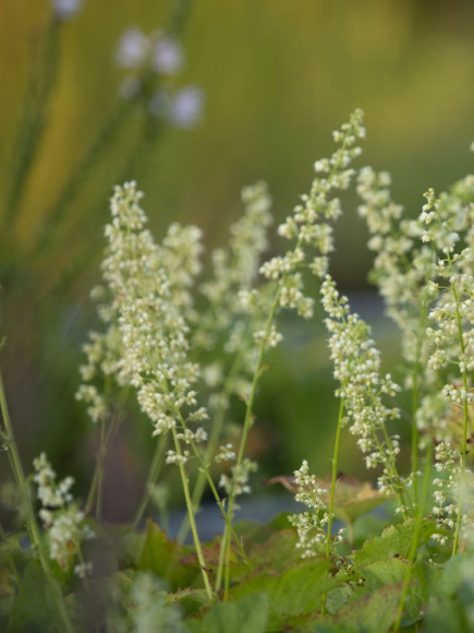 Гейхера виллоза Шантильи (Chantilly) купить с доставкой
