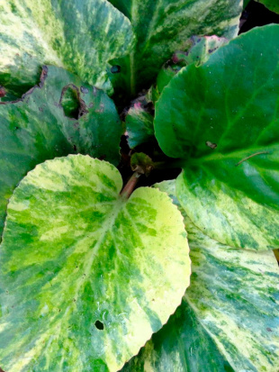 Бадан Галина Серова