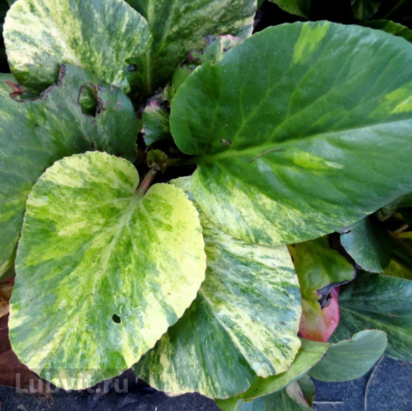 Бадан Галина Серова купить с доставкой