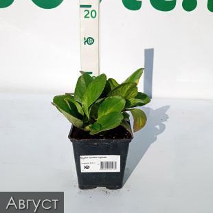 Бадан Галина Серова