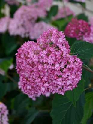 Гортензия Белла Анна (Bella Anna) древовидная Гортензия Белла Анна (Bella Anna) древовидная