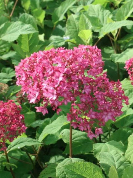 Гортензия Белла Анна (Bella Anna) древовидная купить с доставкой Гортензия Белла Анна (Bella Anna) древовидная купить с доставкой