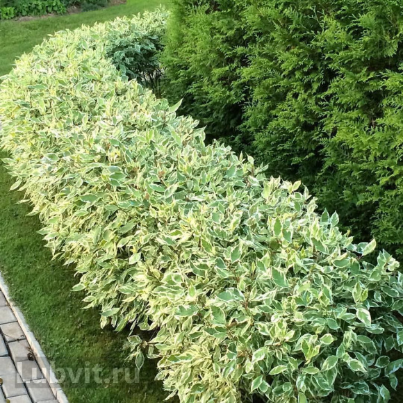 Дерен Элегантиссима (Elegantissima) купить с доставкой