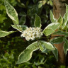 Дерен Элегантиссима (Elegantissima) можно купить недорого с доставкой в питомнике Любвитский
