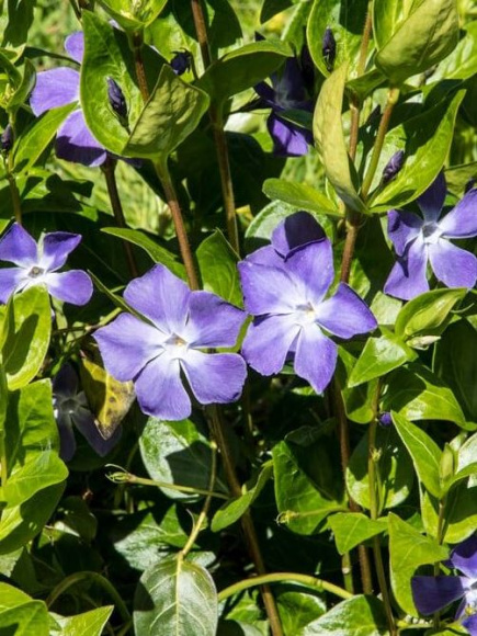 Барвинок (Vinca) купить с доставкой