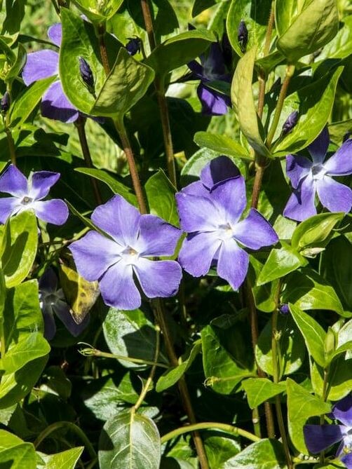 Барвинок (Vinca) купить с доставкой